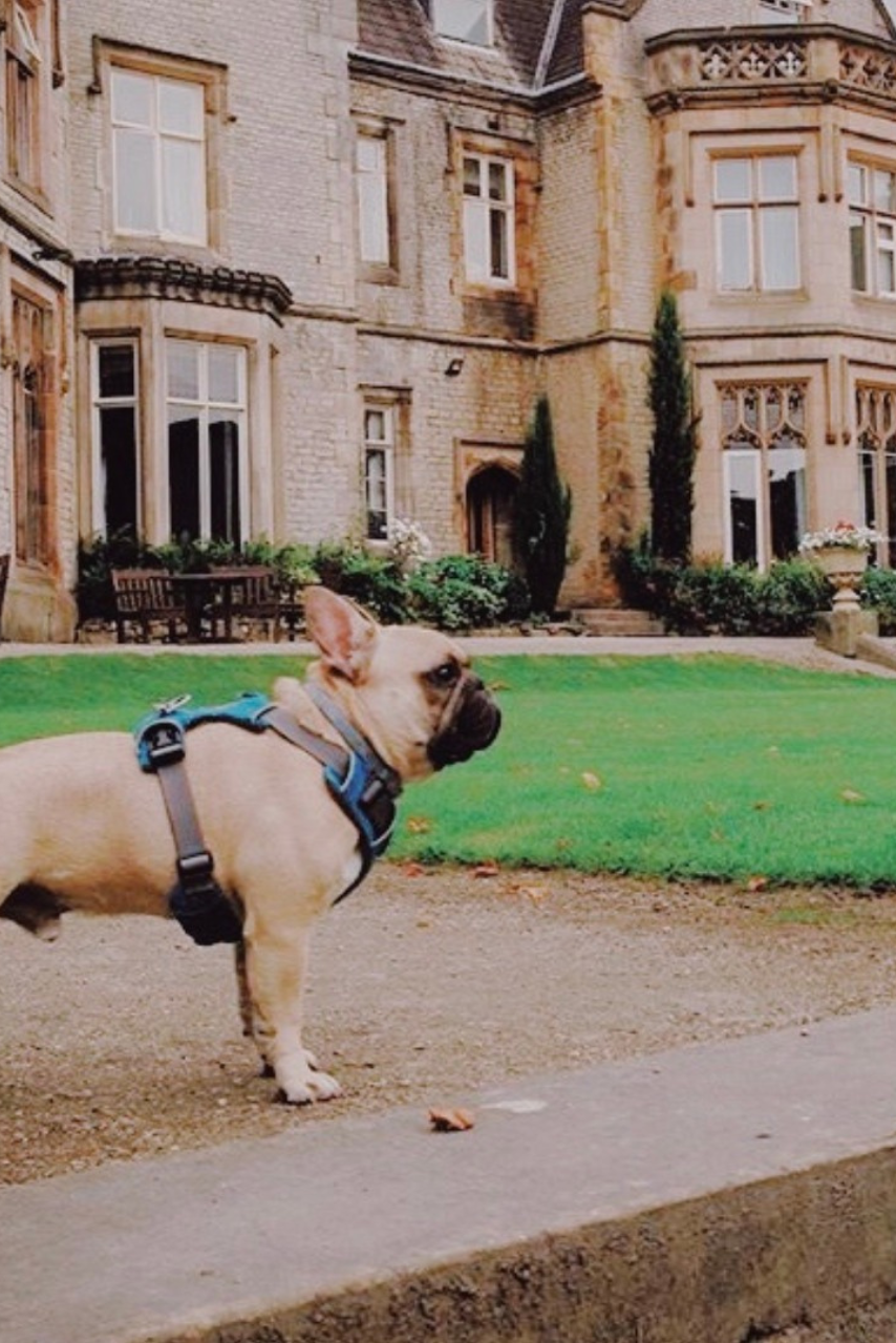 Dog friendly hotel Sheffield Kenwood Hall Hotel