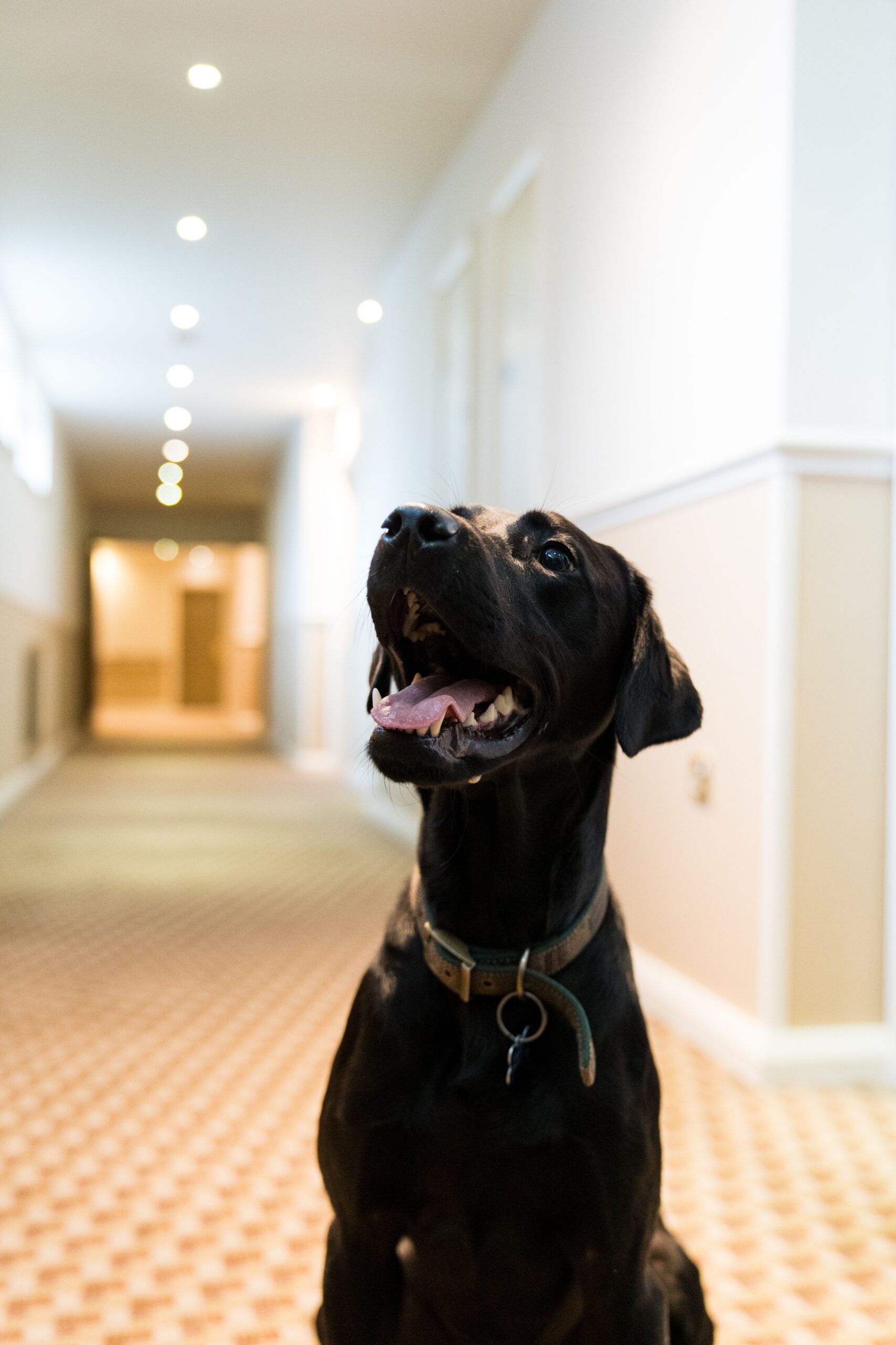 Dog friendly hotel in Sheffield
